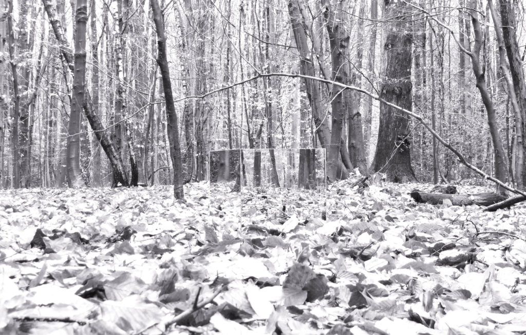 CLAIRE EBENDINGER, ENCLOSED SPACE, INSTALLATION, LA CAMBRE WOODS, BRUSSELS, 36 X 36 X 36 CM (CUBE)