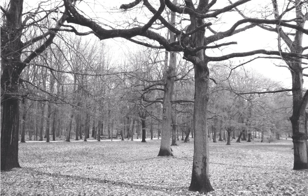 CLAIRE EBENDINGER, A 3KM WALK BETWEEN FOUR TREES, A WALK IN CLOSED-CIRCUIT 2/3, LA CAMBRE WOODE, BRUSSELS, PERFORMANCE